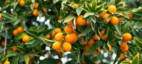 kumquat meiwa vs nagami
